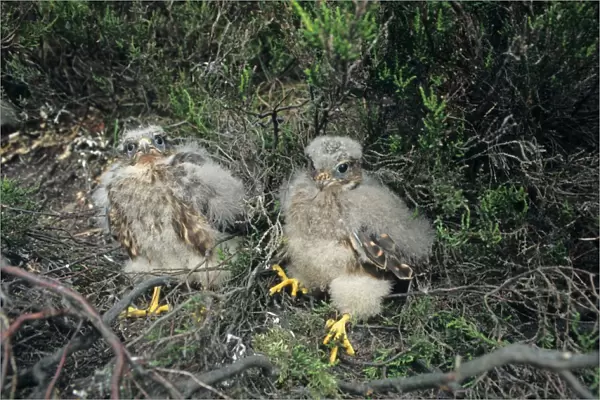 Merlin (Falco columbarius) two chicks, sitting in nest on ground, Derbyshire, England