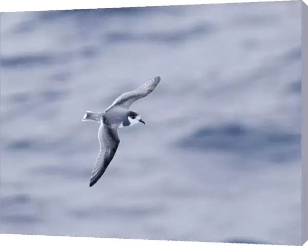 Blue Petrel (Halobaena caerulea) adult, in flight over sea, Southern Ocean, november