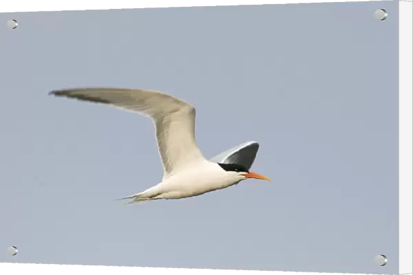 Elegant Tern (Thalasseus elegans) adult, summer plumage, in flight, Bolsa Chica, California, U. S. A. april