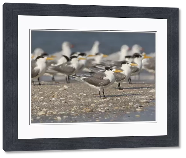 Great Crested Tern (Sterna bergii velox) adults, non-breeding plumage, flock standing at roost on shingle spit with