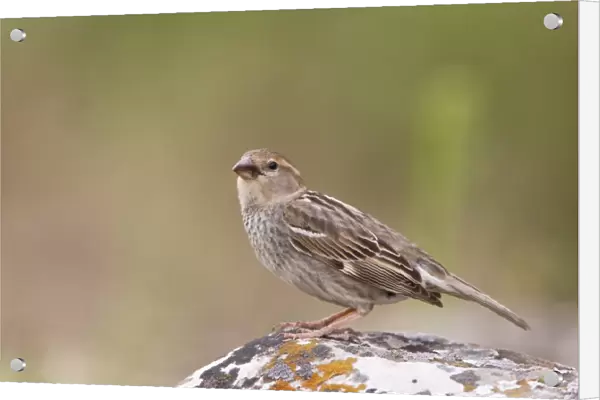 Spanish Sparrow (Passer hispaniolensis) adult female, standing on rock, Bulgaria, may