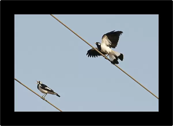 Australian Magpie-lark (Grallina cyanoleuca) adult male and female, calling and displaying, perched on overhead wires