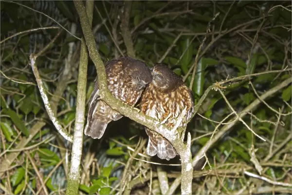 Southern Boobook (Ninox novaeseelandiae) adult pair, mutual preening, perched on branch at night, New Zealand, november