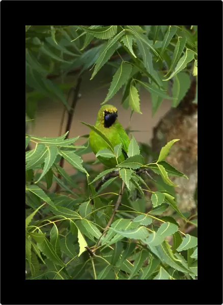 Jerdons Leafbird (Chloropsis jerdoni) adult male, perched amongst leaves in tree, Sri Lanka, december