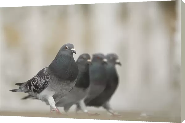 Feral Pigeon (Columba livia) four adults, walking beside city centre fountain, Sheffield, South Yorkshire, England