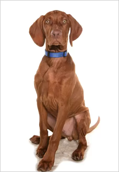 Domestic Dog, Short-haired Hungarian Vizsla, male puppy, sitting, with collar