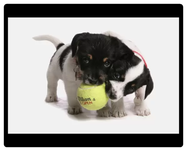 Domestic Dog, Jack Russell Terrier, two puppies, with collars, playing with tennis ball