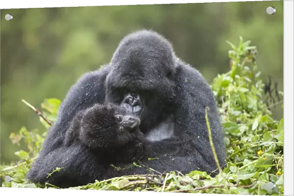 Mountain Gorilla (Gorilla beringei beringei) adult female with young, sitting on nest during rainfall, Volcanoes N. P