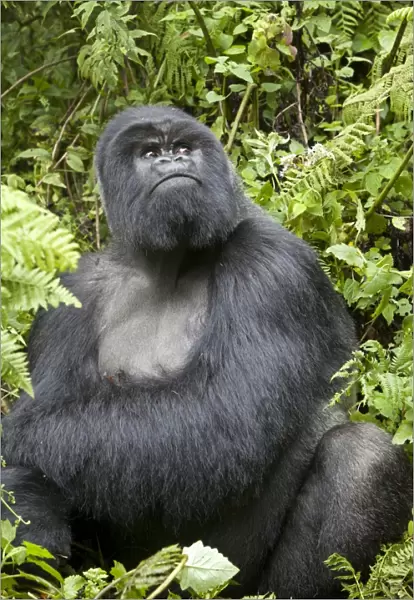 Mountain Gorilla (Gorilla beringei beringei) silverback adult male, looking up, sitting in vegetation, Volcanoes N. P
