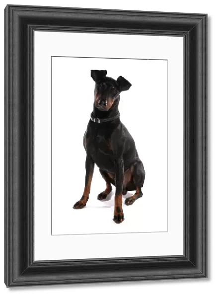 Domestic Dog, Manchester Terrier, adult male, with collar, sitting