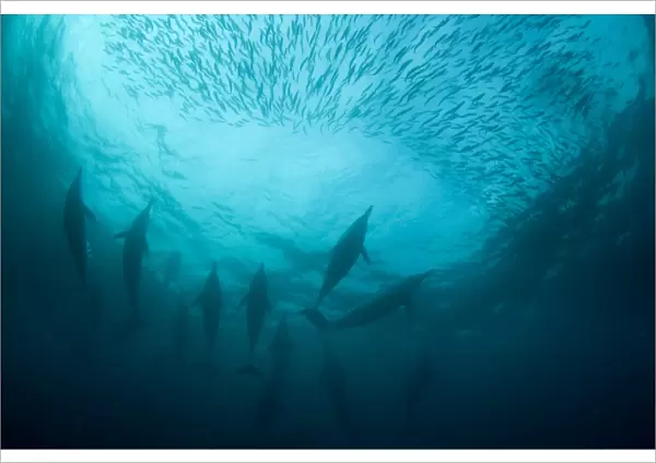 Long-beaked Common Dolphin (Delphinus capensis) adults, group feeding on baitball school of small bait fish