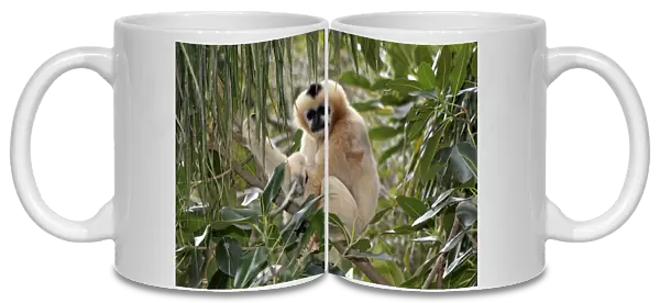 Black Crested Gibbon (Nomascus concolor) adult female, sitting on branch (captive)