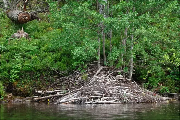 Eurasian Beaver (Castor fiber) lodge and felled tree on bank of lake, Langvattnet Lake