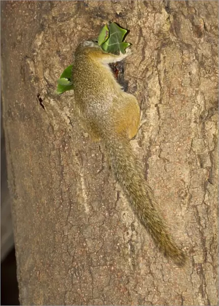 South African Tree Squirrel (Paraxerus cepapi) adult, carrying nesting material into nesthole in tree trunk