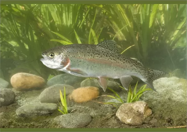 Rainbow Trout (Oncorhynchus mykiss) introduced species, adult, swimming, Sussex, England