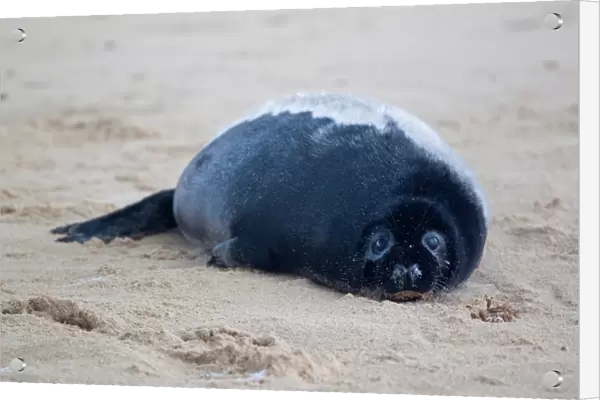 Grey Seal (Halichoerus grypus) two-three week old pup with black fur, resting on beach, Norfolk, England, november