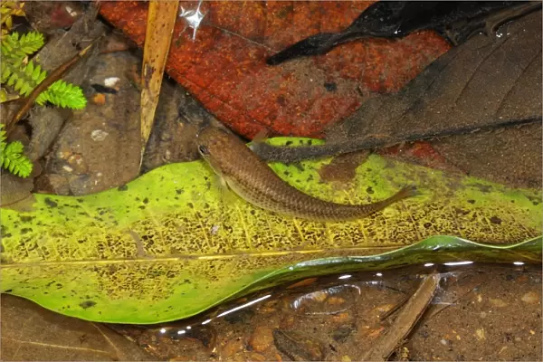 Harts Rivulus (Rivulus hartii) adult, swimming amongst fallen leaves in shallow mountain stream, Trinidad