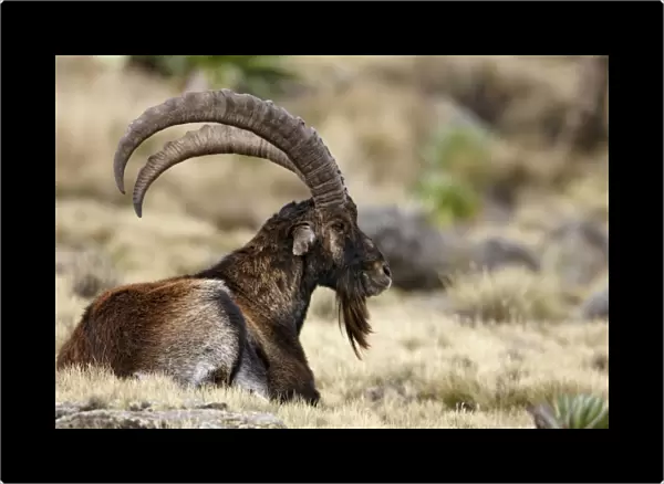 Walia Ibex (Capra walie) adult male, resting in afro-alpine meadow, Simien Mountains, Ethiopia