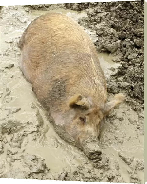 Domestic Pig, Tamworth, adult, wallowing in mud, Midlands, England, june