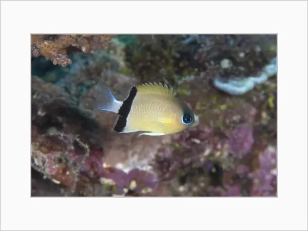 Blackbar Chromis (Chromis retrofasciata) adult, swimming in reef, Uhak Reef, Wetar Island, Barat Daya Islands