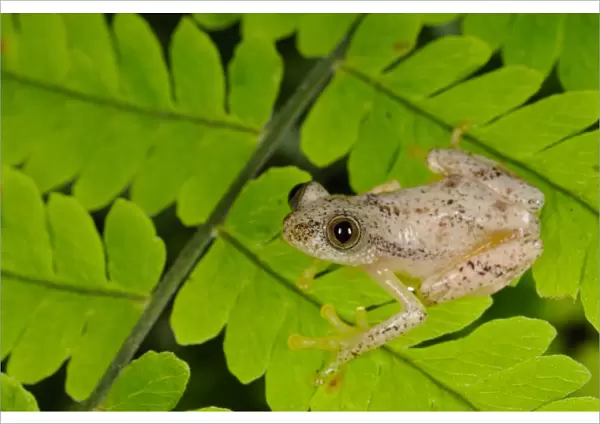 Liberian Banana Frog (Afrixalus laevis) adult, sitting on leaves in montane rainforest, Nyungwe Forest N. P