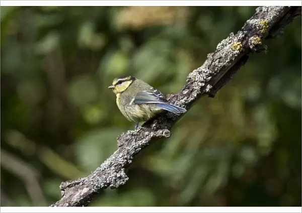 Newly fledged young blue tit