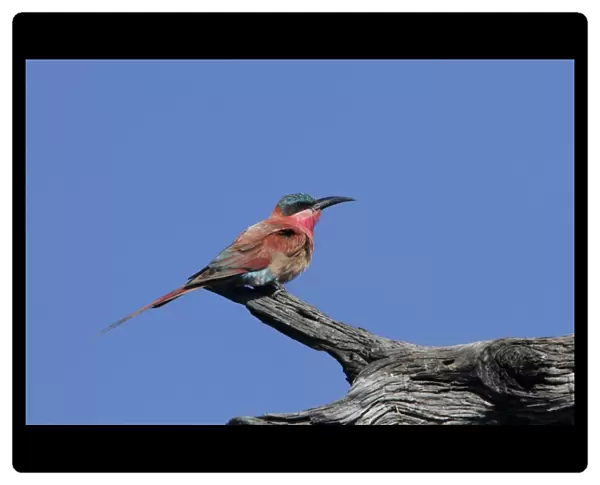 Southern Carmine Bee-eater, near Kwara Botswana