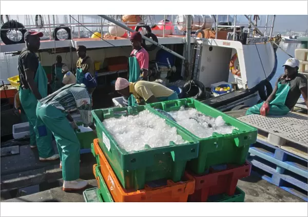 Fishermen unloading boxes of snoek fish from fishing boat, Hout Bay, Cape Town, Western Cape, South Africa