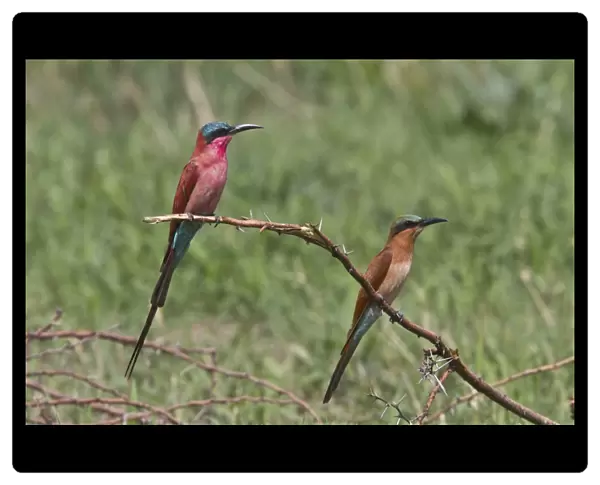 Southern Carmine Bee-eater, adult and immature near Savuti Botswana