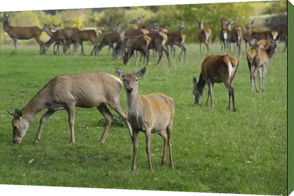 Deer farming, farmed Red Deer (Cervus elaphus) hinds, Yorkshire, England, october