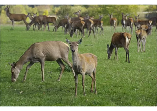 Deer farming, farmed Red Deer (Cervus elaphus) hinds, Yorkshire, England, october