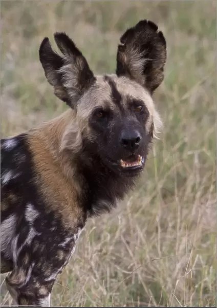 Hunting Dog with battle scar ears. Lycaon pictus is a large canid found only in Africa