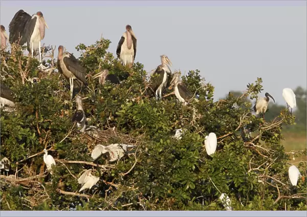 Nesting colony of Marabou Storks with Sacred Ibis in the Okavango Delta Botswana