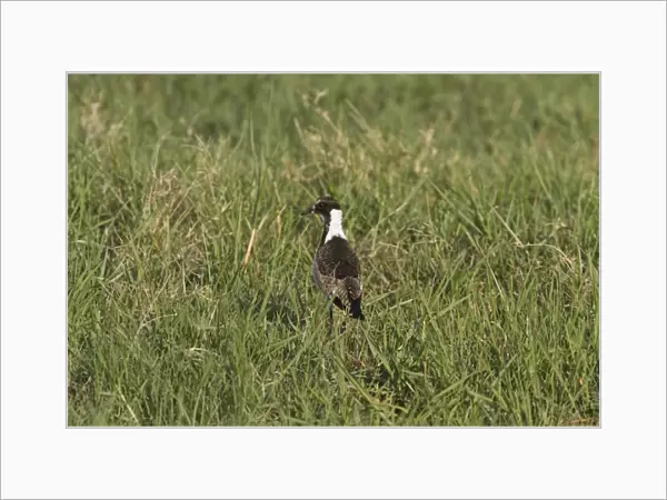 Juvenile Blacksmith Lapwing or Blacksmith Plover, note the wing spurs. Occurs commonly from Kenya through central