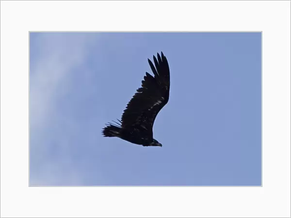 Eurasian Black Vulture, juvenile bird. Extremadura, Spain