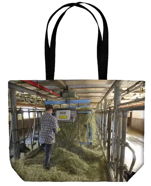 Dairy farmer spreading out silage in milking parlour, to feed cows at next milking, Sweden, july