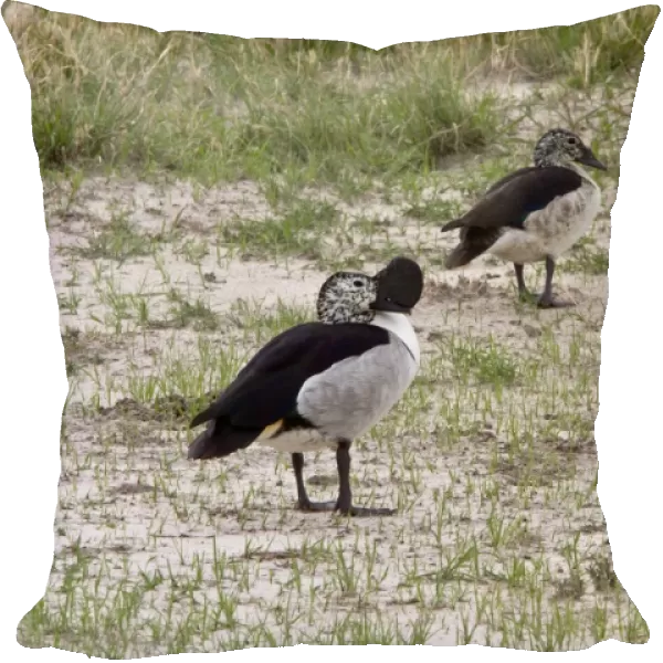 Male & Female Knob billed Duck, sometimes called a Comb Duck. -Botswana