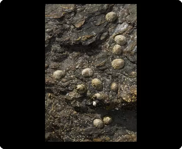 The ' common limpet', is an edible species of sea snail with gills, a typical true limpet