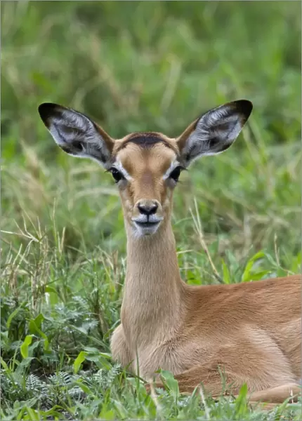 A resting young Impala - Botswana