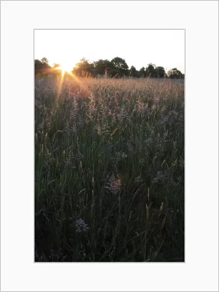 Long grass growing in meadow of commonland reserve at dawn, Mellis Common, Mellis, Suffolk, England, june