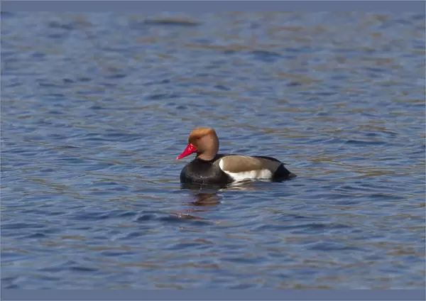 Red crested Pochard male at Lackford Lakes - Suffolk