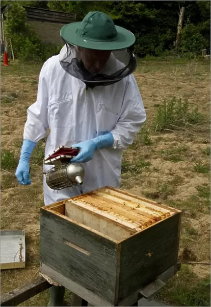 Using a smoker over the open brood box part of the bee hive and exposed wax frames to pacify the honey bees