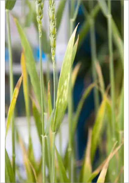 Wheat (Triticum aestivum) nitrogen deficiency, close-up of leaves