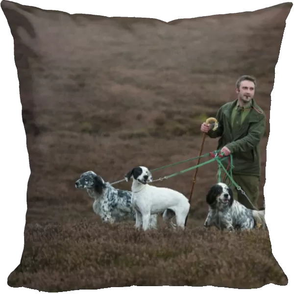 Man standing with English Pointer and English Setters, counting grouse on grouse moor, West Yorkshire, England