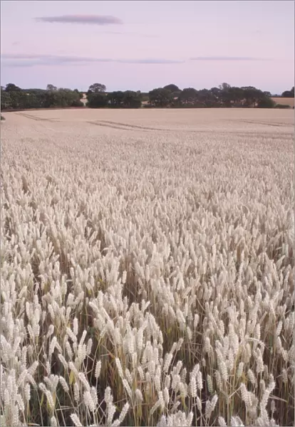 Wheat (Triticum aestivum) crop, ripe field at dusk, West Yorkshire, England, july