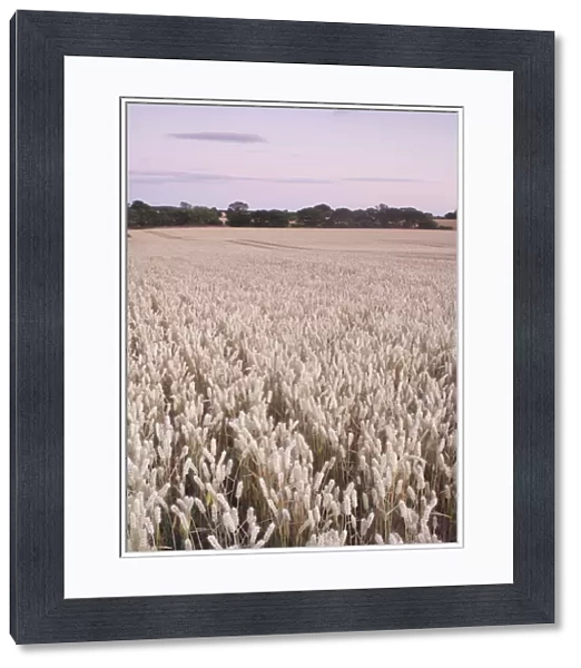 Wheat (Triticum aestivum) crop, ripe field at dusk, West Yorkshire, England, july