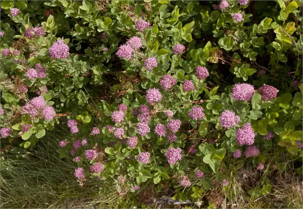 Rosy Spiraea (Spiraea splendens) flowering, Mount Rainier, Washington, U. S. A. july
