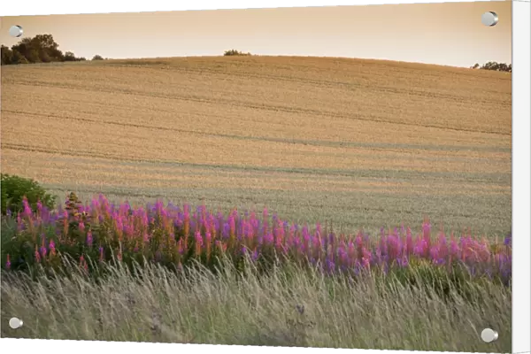 Rosebay Willowherb (Epilobium angustifolium) flowering, growing beside cereal field at sunset, Bamburgh