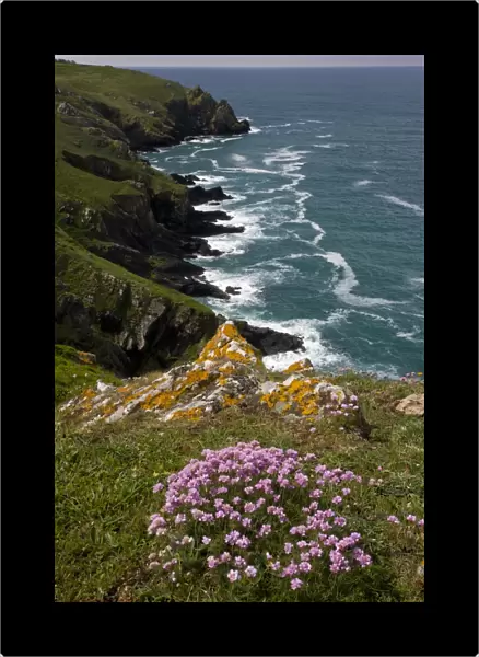 Thrift (Armeria maritima) flowering, growing in clifftop habitat, near Mullion Cove, The Lizard, Cornwall, England, may