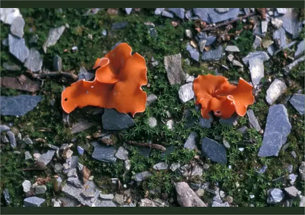 Orange-peel Fungus (Aleuria aurantia)